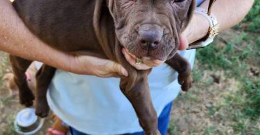 Purebred Pit bull puppies
