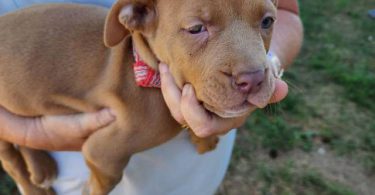 Purebred Pit bull puppies