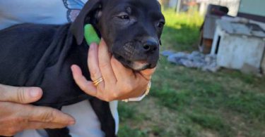 Purebred Pit bull puppies