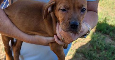 Purebred Pit bull puppies