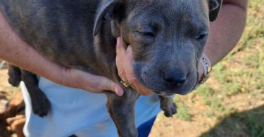 Purebred Pit bull puppies