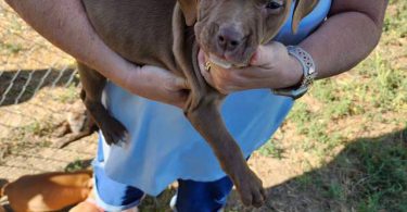 Purebred Pit bull puppies