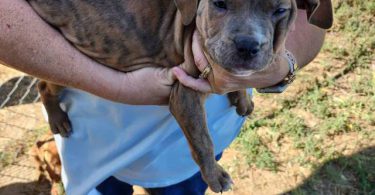 Purebred Pit bull puppies