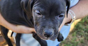 Purebred Pit bull puppies