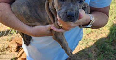 Purebred Pit bull puppies