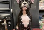 Two male Frenchton puppies for sale