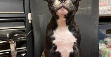 Two male Frenchton puppies for sale