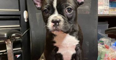 Two male Frenchton puppies for sale