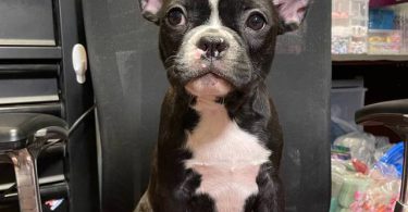 Two male Frenchton puppies for sale