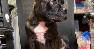 Two male Frenchton puppies for sale