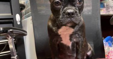 Two male Frenchton puppies for sale
