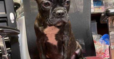 Two male Frenchton puppies for sale