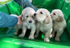 3 male AKC Golden Retriever Puppies For Sale