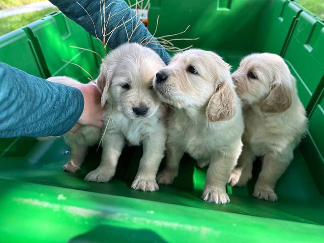 3 male AKC Golden Retriever Puppies For Sale