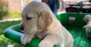 3 male AKC Golden Retriever Puppies For Sale