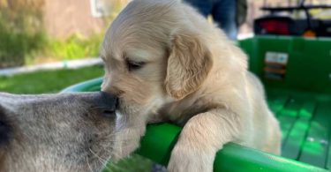 3 male AKC Golden Retriever Puppies For Sale