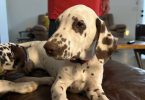 4 months old liver dalmatian for sale