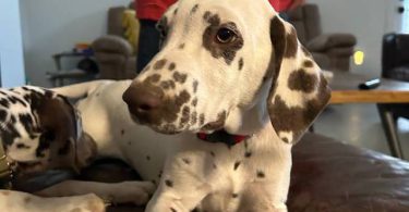 4 months old liver dalmatian for sale