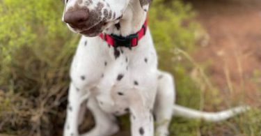 4 months old liver dalmatian for sale