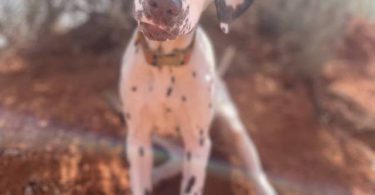 4 months old liver dalmatian for sale