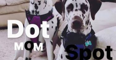 4 months old liver dalmatian for sale