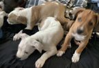 American Bully puppies for sale