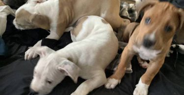 American Bully puppies for sale