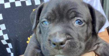 American Bully puppies for sale