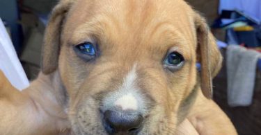 American Bully puppies for sale