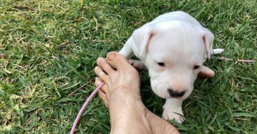 American Bully puppies for sale