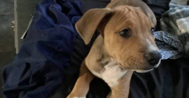 American Bully puppies for sale