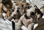 6 fawn and merle Great Dane pups for sale