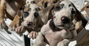 6 fawn and merle Great Dane pups for sale
