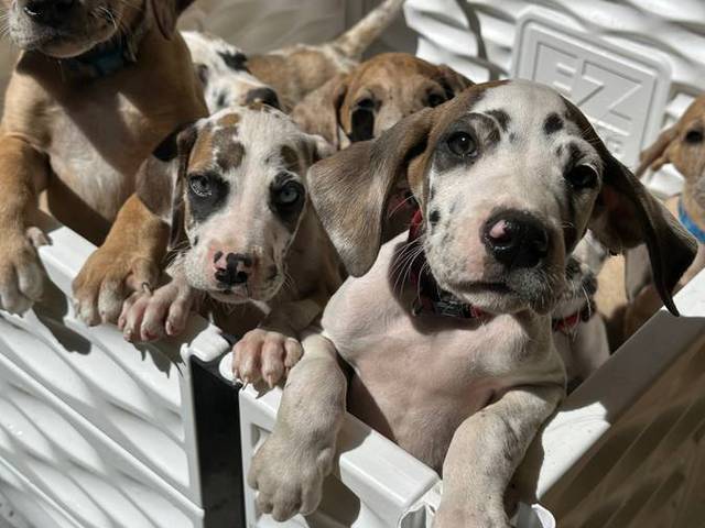 6 fawn and merle Great Dane pups for sale