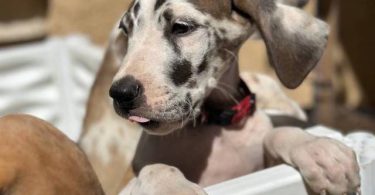 6 fawn and merle Great Dane pups for sale