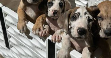 6 fawn and merle Great Dane pups for sale