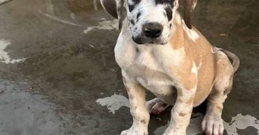 6 fawn and merle Great Dane pups for sale