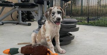 6 fawn and merle Great Dane pups for sale