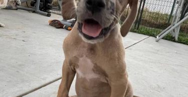 6 fawn and merle Great Dane pups for sale
