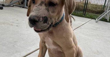 6 fawn and merle Great Dane pups for sale