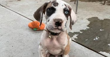 6 fawn and merle Great Dane pups for sale