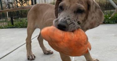6 fawn and merle Great Dane pups for sale
