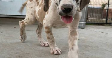6 fawn and merle Great Dane pups for sale