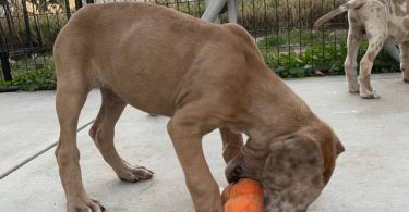 6 fawn and merle Great Dane pups for sale