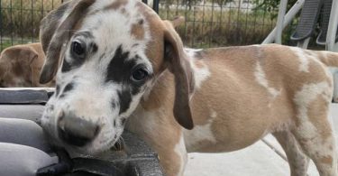 6 fawn and merle Great Dane pups for sale