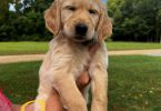 7 Male Golden Retriever Puppies