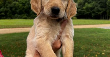 7 Male Golden Retriever Puppies