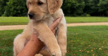 7 Male Golden Retriever Puppies