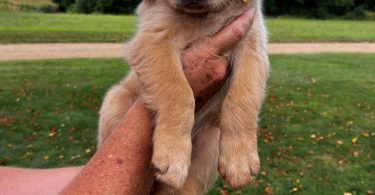 7 Male Golden Retriever Puppies