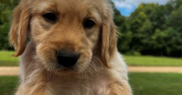 7 Male Golden Retriever Puppies